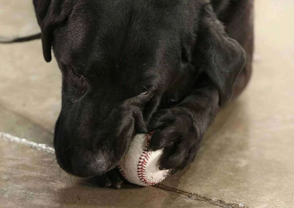 How to Fix Your Dog's Chewing Problem
