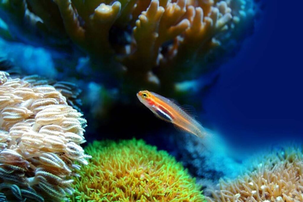 Water Aquarium