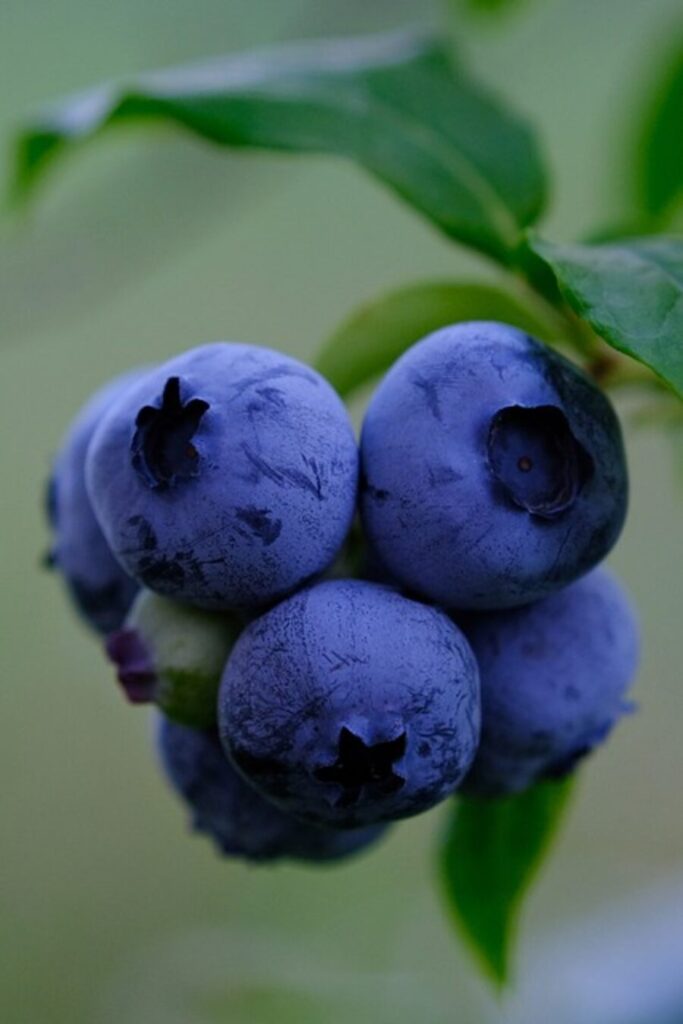 How to Plant Blueberries