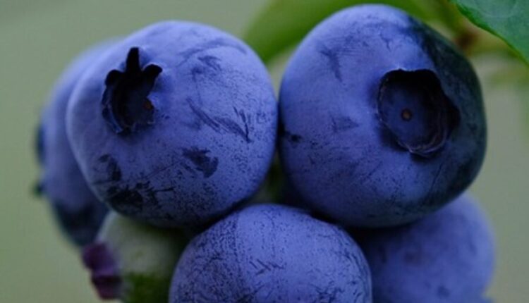 How to Plant Blueberries