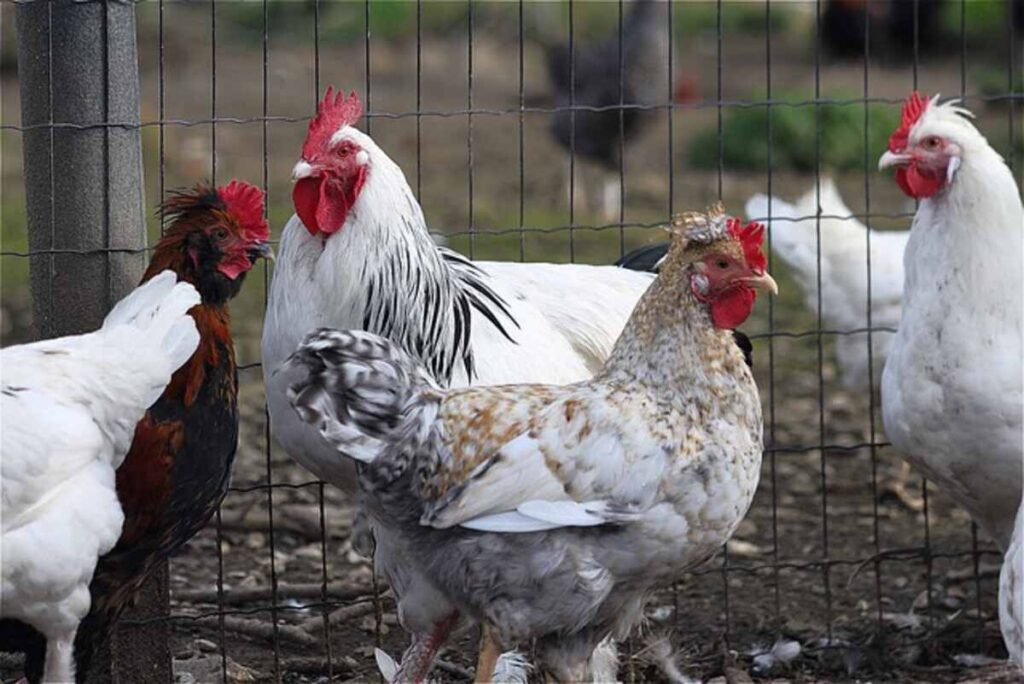 How to Build a Chicken Coop