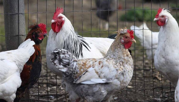 How to Build a Chicken Coop