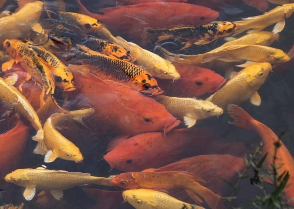 Koi Fish Ponds