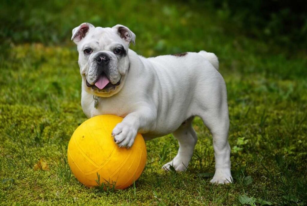 perfect dog names