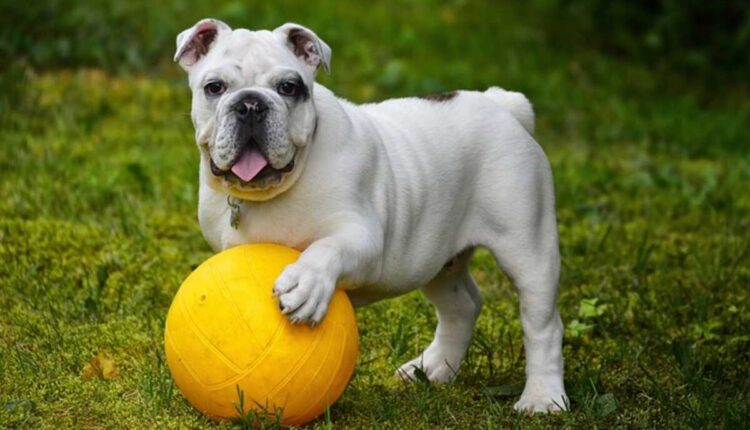 perfect dog names