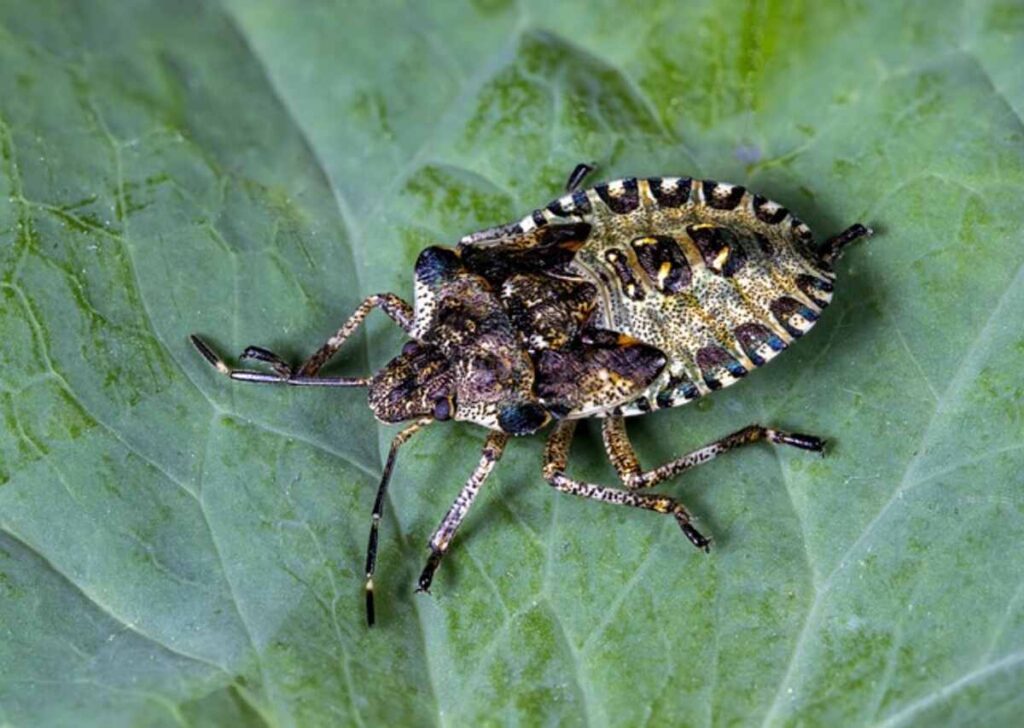 How To Kill Stink Bugs In Homes