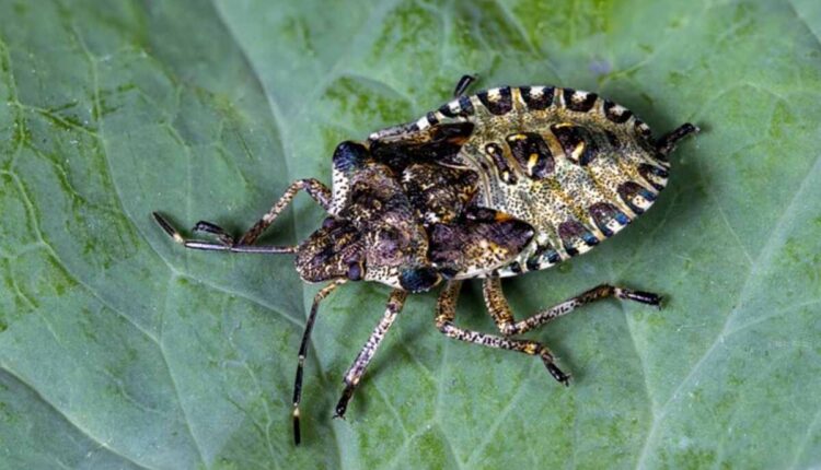 How To Kill Stink Bugs In Homes