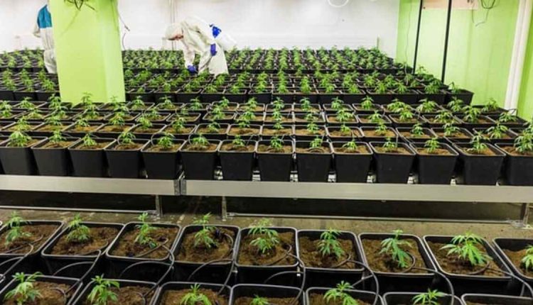 moon chocolate bar 250mg