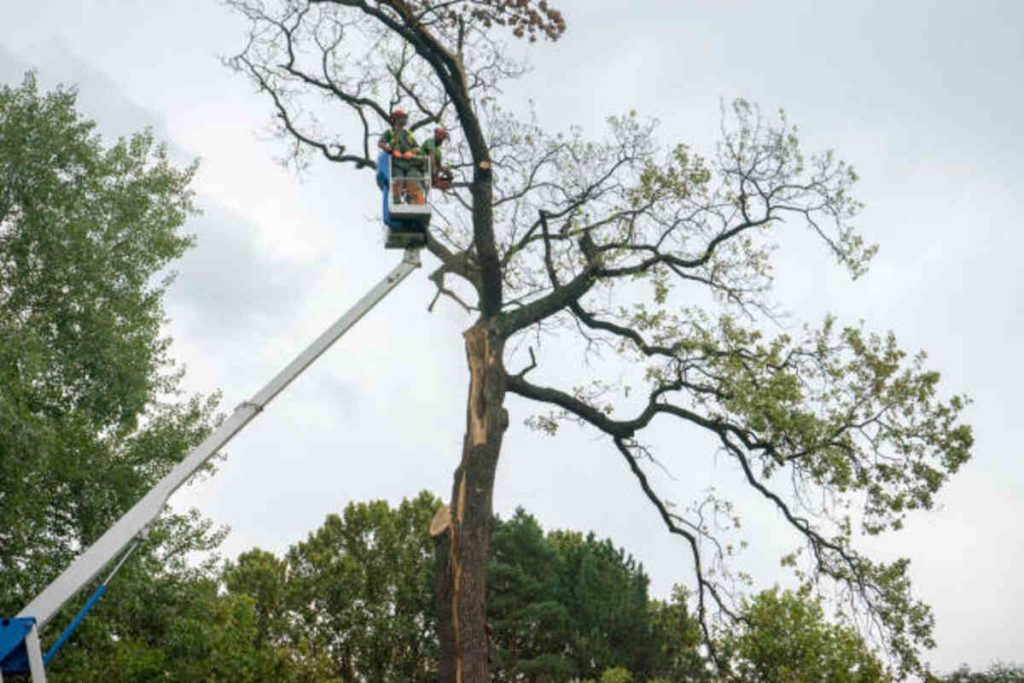 tree trimming sunnyvale