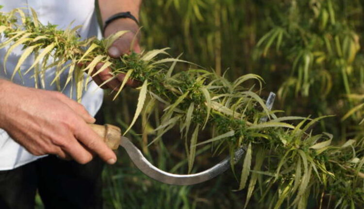 Kratom Dosing Guidelines for Protected Use